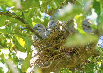 Pigeon chick in a nest in an apple tree in sunlight in summer