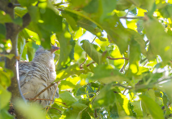 Pigeon chick in a nest in an apple tree in sunlight in summer