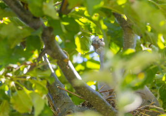 Pigeon chick in a nest in an apple tree in sunlight in summer © Naj