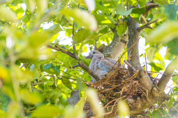 Pigeon chick in a nest in an apple tree in sunlight in summer