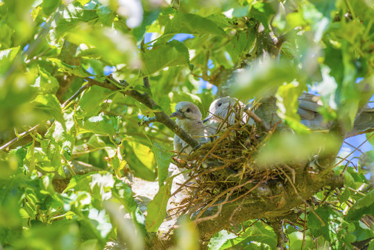 Pigeon chick in a nest in an apple tree in sunlight in summer
