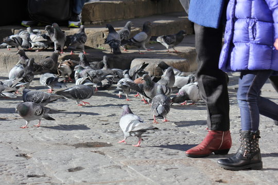 Lot of pigeon on the street in Florence, Italy