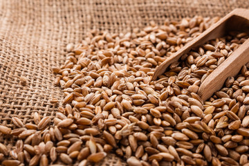 spelt seeds on the sack, dark rustic background
