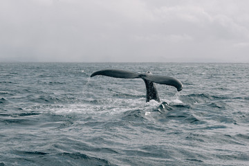 Obraz premium The tail of a humpback whale in the sea