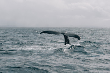 The tail of a humpback whale in the sea