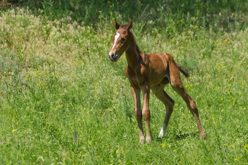Portrait of young curious and lonely foal on a spring pasture