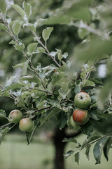 Green apples ripening on the branch of a tree