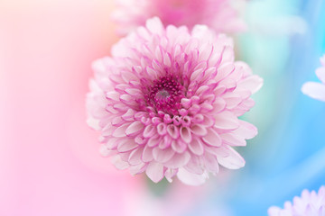 abstract pink white chrysanthemum flowers