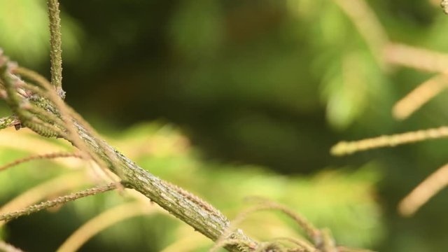 Regulus ignicapilla - Firecrest sitting and singing on the spruce branch