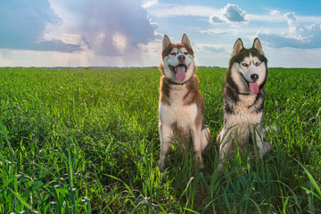 Two husky dogs with happy faces sit on a beautiful summer green meadow against the sunny sky with clouds and rain on the horizon. © Konstantin