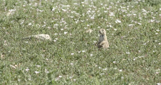 A Prairie Dog Standing up in a field on look out.