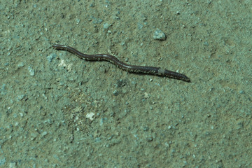 rain worm crawls on concrete, close-up