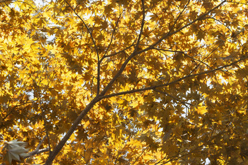 Autumn landscape. Autumn tree leaves sky background, texture, background