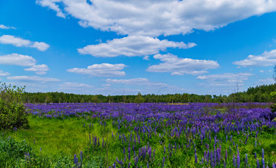 a lawn in the middle of a green forest, densely planted with flowers of blue lupine
