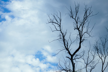 A gloomy dry tree against the backdrop of a gloomy sky