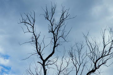 Fototapeta na wymiar A gloomy dry tree against the backdrop of a gloomy sky