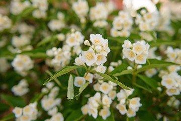 white flowers of jasmine bush on a summer day