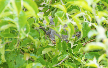 Pigeon chick in a nest in an apple tree in sunlight in summer