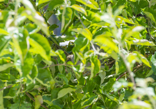 Pigeon chick in a nest in an apple tree in sunlight in summer
