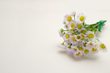 Bouquet of Chamomiles. On white background.