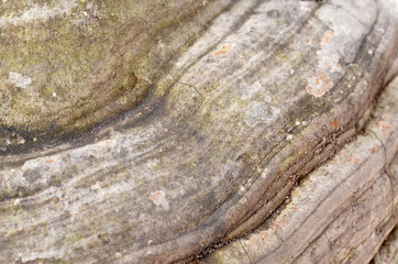 texture natural material and background