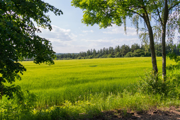 bright greenery on the field lit by a clear sun among tree planting