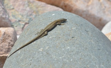Lézard des murailles (Podarcis muralis) sur les galets gris et roses de Bretagne