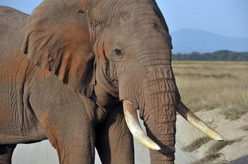 Fototapeta premium Kenya. Elephant on a morning walk through the savannah