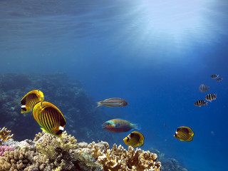 Underwater scene. Coral reef.
