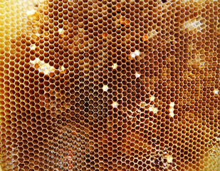 Background hexagon texture, wax honeycomb
