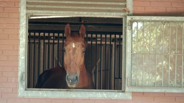 horse is standing in the stable and curiously looking out through the open window