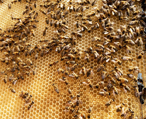 Background hexagon texture, wax honeycomb