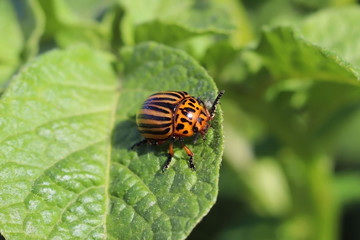 The Colorado beetle eats green leaves of potatoes. Macro shot of the pest on the nightshade bushes. Striped insect destroys agro-industrial culture. The threat to the agricultural crop. Farmer's every