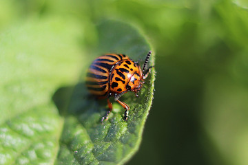 The Colorado beetle eats green leaves of potatoes. Macro shot of the pest on the nightshade bushes. Striped insect destroys agro-industrial culture. The threat to the agricultural crop. Farmer's every