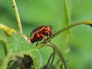 The Colorado beetle eats green leaves of potatoes. Macro shot of the pest on the nightshade bushes. Striped insect destroys agro-industrial culture. The threat to the agricultural crop. Farmer's every