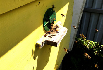 The photo shows beehive, wax honeycomb