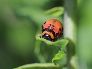 The larva of the Colorado beetle eats green leaves of potatoes. Macro shot of the pest on the nightshade bushes. Striped insect destroys agro-industrial culture. The threat to the agricultural crop.