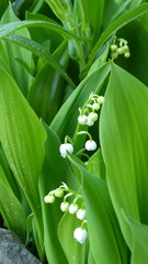 Obraz premium Maiglöckchen