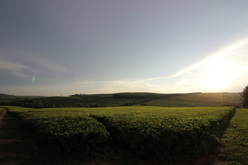 tea plantation in zimbabwe chipinge