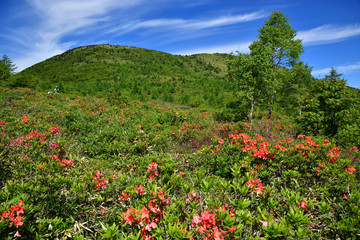 長野県東御市 湯の丸高原 満開のレンゲツツジ 