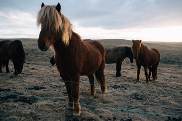 Icelandic horses at sunset
