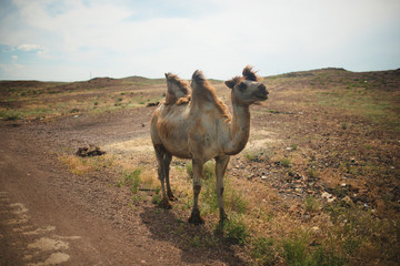 Camel in the steppes of Kazakhstan