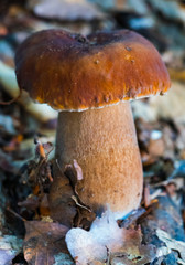 A beautiful and strong white mushroom in fallen autumn leaves