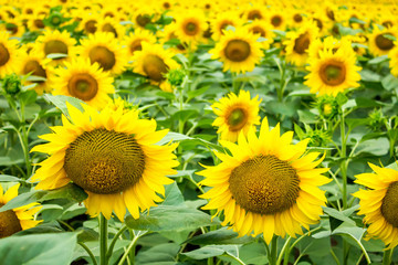 a lot of sunflowers on the field