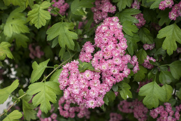 Blossoming pink hawthorn (Crataegus laevigata) flowers on green leaves background