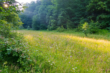 the rays of the sun fall on a forest glade through thick thickets of trees. A place where you can have a good rest in the fresh air