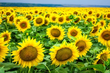 Foto op Plexiglas Zonnebloem a lot of sunflowers on the field