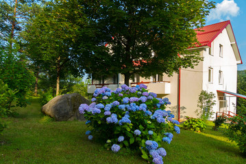 A magnificent bush of flowers on a green lawn growing near the house with a tiled roof.