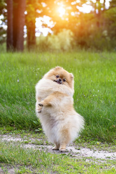 Puppy standing on his hind legs. Funny puppy.