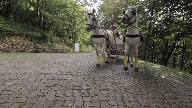 Riding horse and carriage in the park